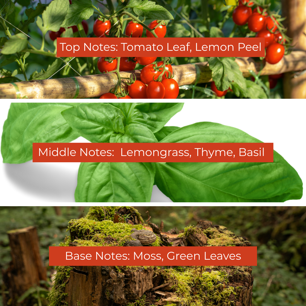 Tomato Vines Fragrance oil